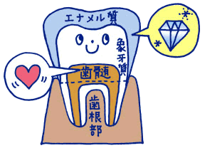 歯の構造って、どうなっているの？